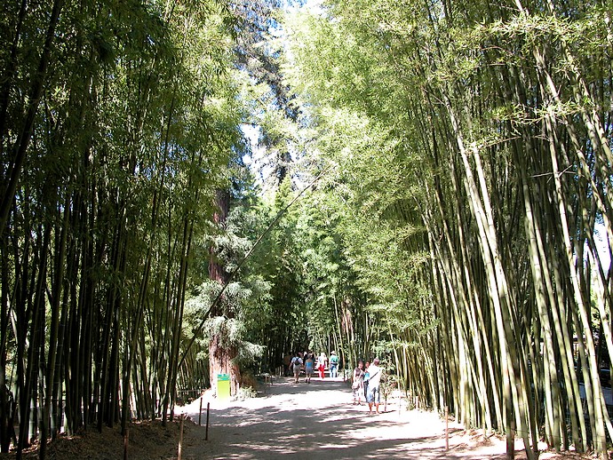Anduze (Gard) - Allée de bambous