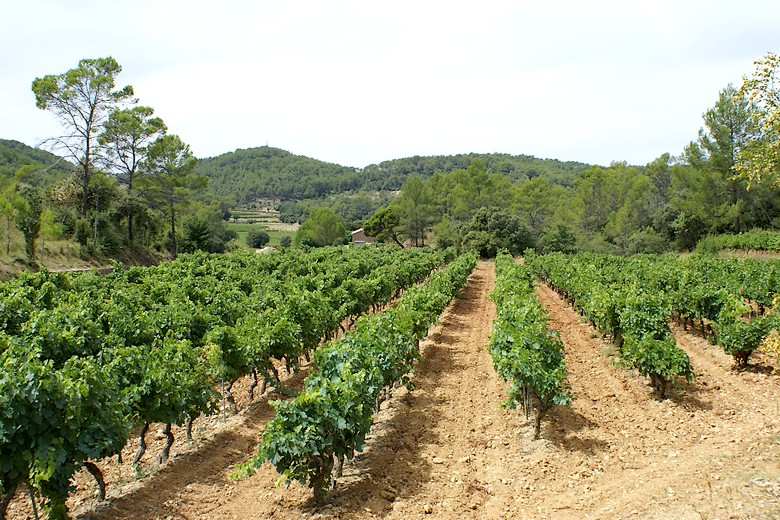 Carcès (Var) - Paysage viticole