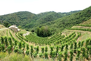 Paysage viticole dans les hauteurs de Saint-Péray