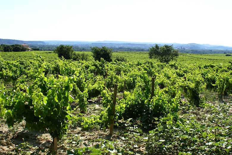 Châteauneuf-du-Pape (Vaucluse) - Vignoble cotoyant le village