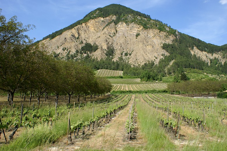 Vignoble pour la production de son vin AOC de la haute vallée de la Drôme
