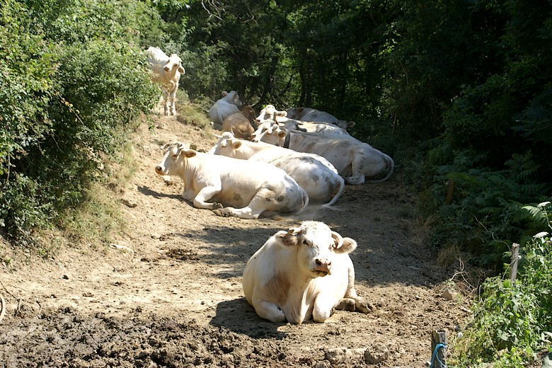 Col de Tourniol (Drôme) - Des vaches en pleine nature