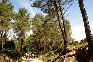 Entrée dans la pinède