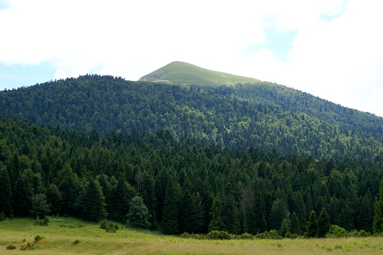 Forêt de Lente (Drôme) - Zoom sur un sommet du Vercors