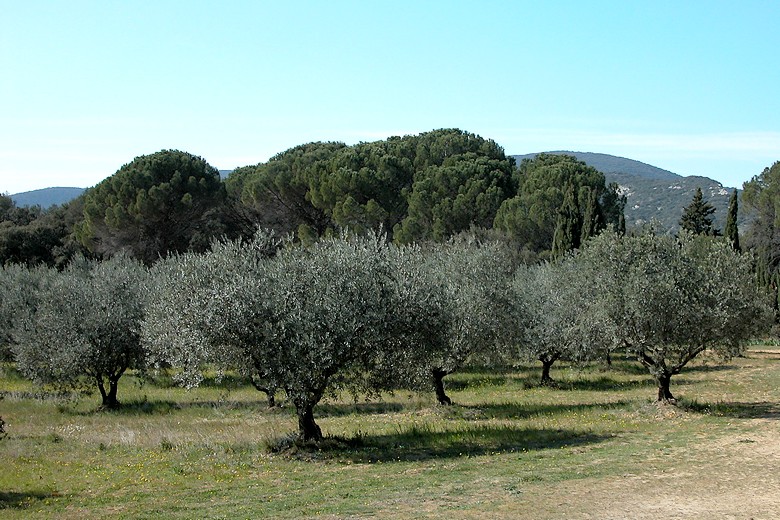 Lourmarin (Vaucluse) - Champ d'oliviers