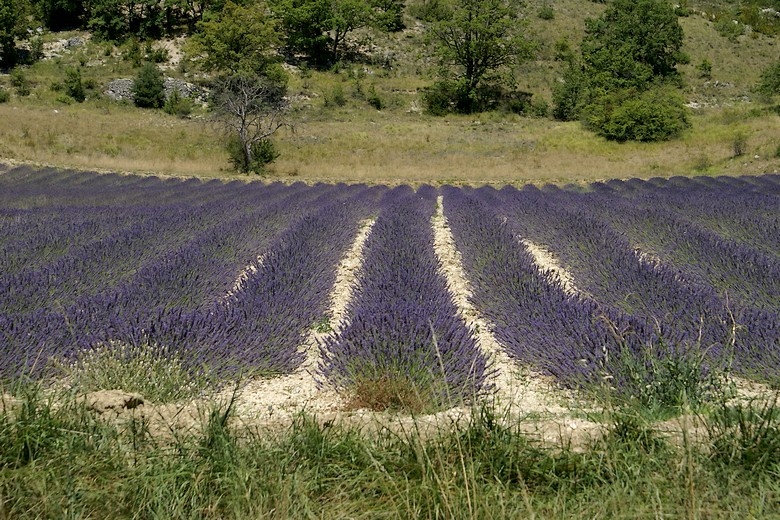 Saint-Auban-sur-l'Ouvèze (Drôme) - Zoom sur le champ de lavande