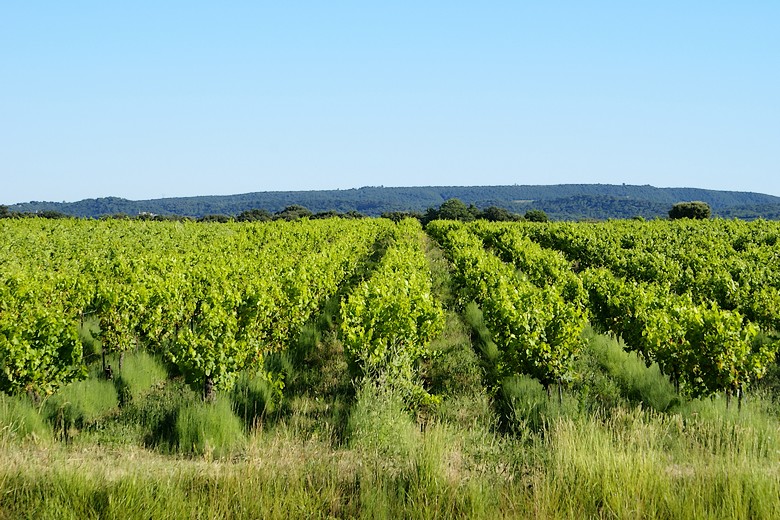 Suze-la-Rousse (Drôme) - Paysage viticole à proximité du village