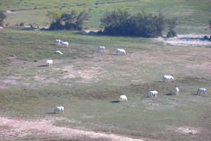 Chevaux de Camargue à l'horizon
