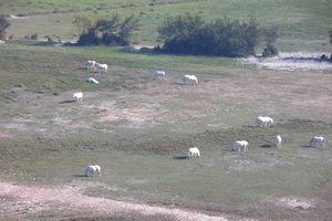 Chevaux de Camargue à l'horizon