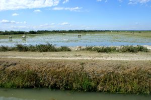 Paysage dans le sud de la ville d'Arles