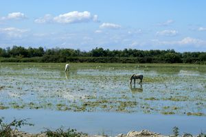 Chevaux de Camargue