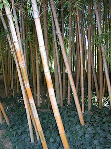 Une variété de bambou