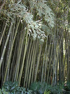 Autre variété de bambou