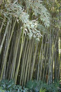 Autre variété de bambou