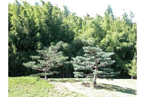 Au jardin