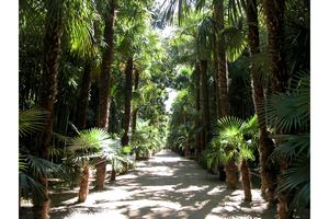 Allée de palmiers