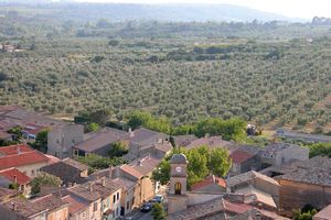 Champs d'oliviers à l'horizon