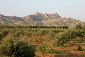 Les Opies à l'horizon
