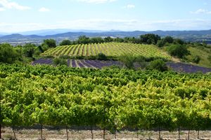 Paysage viticole