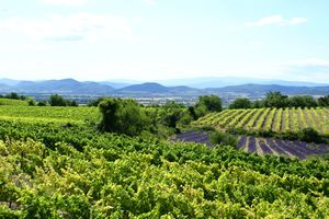 Les Cévennes à l'horizon
