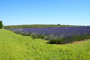 Un champ de lavande