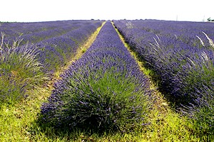 Un champ de lavande