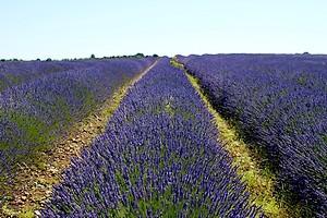 Un champ de lavande