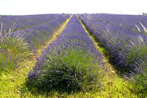 Autre champ de lavande