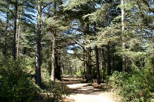 Retour au coeur de la forêt