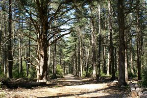 Une forêt au coeur du Luberon