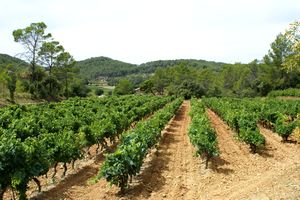 Paysage viticole