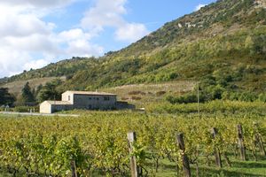 Paysage viticole au pied du château