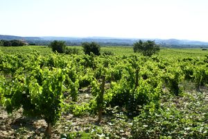Vignoble cotoyant le village