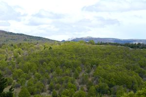 Zoom sur le Signal de Lure
