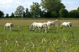 Chevaux de Camargue dans le pourtours de l'étang