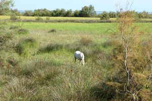 Cheval de Camargue dans les pourtours de l'étang