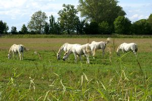Chevaux de Camargue dans le pourtours de l'étang