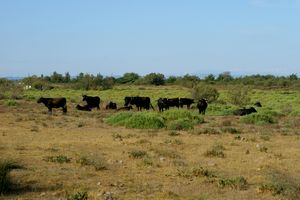 Troupeau de taureaux dans les pourtours de l'étang