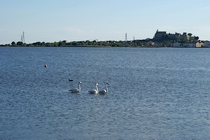 Flamants roses