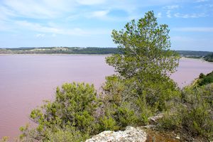 Flore dans les hauteurs de l'étang de Lavalduc