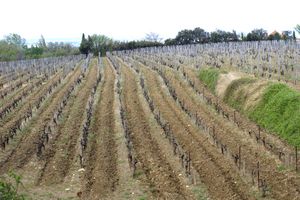 Champ de vignes situé au pied du village