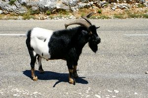 Un bouc en liberté