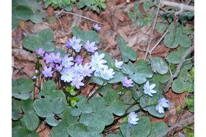 Fleurs sauvages du coin