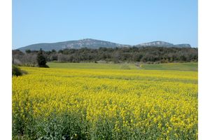 Mont Bouquet à l’horizon