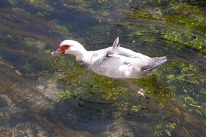 Un ''habitant'' de la Sorgue