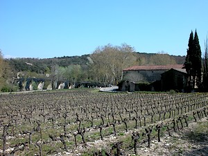 Vignoble local
