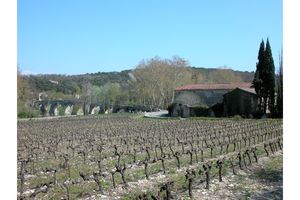 Vignoble local