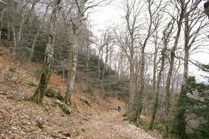 Au coeur de la forêt domaniale