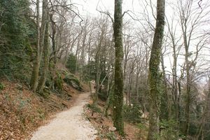 Au coeur de la forêt domaniale