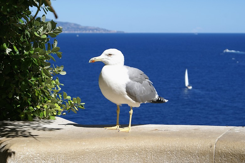 Monaco (Principauté de Monaco) - Un albatros